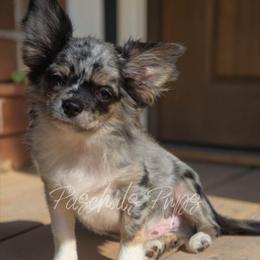 Hendrix - Merle male Chihuahua puppy in Bowdon, Georgia from Paschal's Pups