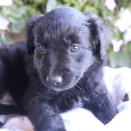 Girl 3 - Black & white female Australian Shepherd puppy in Hillsboro, Ohio from Sugar Grove Farms