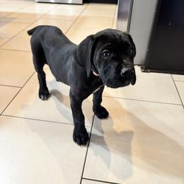 Girl 5 - Black female Cane Corso puppy in Dunn, North Carolina from Carter’s Corso