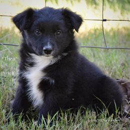 Thea - Black & white female Miniature Australian Shepherd puppy in Evant, Texas from Lazy VT Bar Ranch
