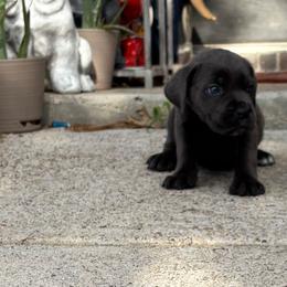 Girl 5 - Gray female Cane Corso puppy in Forney, Texas from Dallas Lonestar Bullies