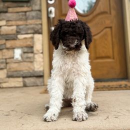 Poodle Puppies from Beansdoodles
