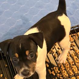 Havana - Black white and tan female Rat Terrier puppy in Savoy, Texas from Rockin EZ Rat Terriers