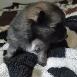 Jet - Beaver sable male Pomeranian puppy in Bellevue, Iowa from Fluffy Wonders Poms and Doodles