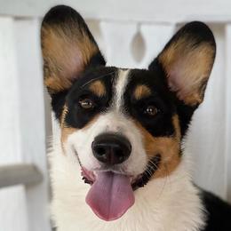American Corgis and Pembroke Welsh Corgis from Fay River Farm Corgis