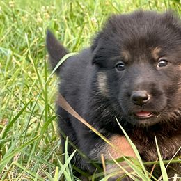 German Shepherds from Haus Atreus German Shepherds