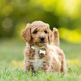 Goldendoodle and Poodle Puppies from Shadow Ridge Doodles
