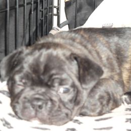 French Bulldog Puppies from Teri's French Bulldogs of West Texas