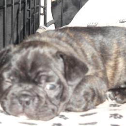 French Bulldog Puppies from Teri's French Bulldogs of West Texas