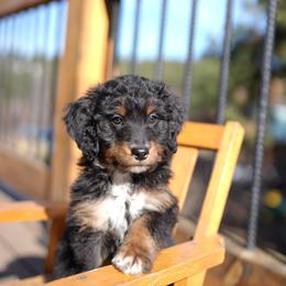 Gizmo - Tri-color male Bernedoodle puppy in Spokane, Washington from Doodle Love