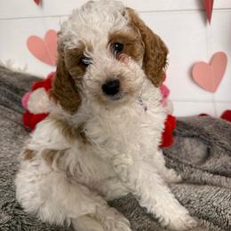 Goldie - Parti female Goldendoodle puppy in La Verne, California from Marshall Goldendoodles