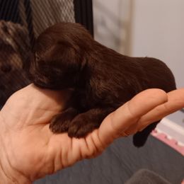 White collar - Liver Miniature Schnauzer puppy in Bridgeport, Alabama from Whitts Black Pearl Miniature Schnauzers