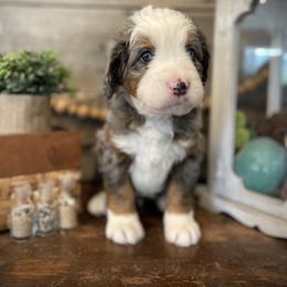 Reese - Merle male Bernedoodle puppy in Idaho from Bernese By Barzees