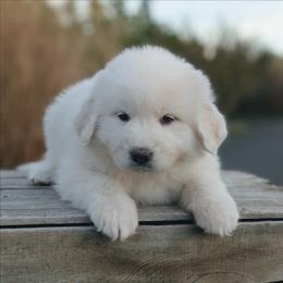 Girl 4 Pink - White female Great Pyrenees puppy in Yakima, Washington from Naches Heights Ranch
