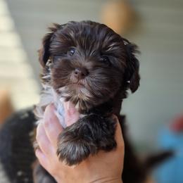 Aurora - Phantom female Bernedoodle puppy in Decatur, Tennessee from Diamond's Doodles