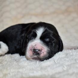 Winn Dixie - Black and white female English Springer Spaniel puppy in Chapmansboro, Tennessee from Balthrop Bend Farms