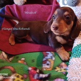 Dachshund Puppies from Flangel Dachshunds
