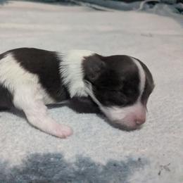 Girl 2 - Parti female Yorkshire Terrier puppy in Odenville, Alabama from Yorkie Prints