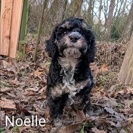 Noelle - Black and tan female Cockapoo puppy in Sunset, Louisiana from Cano Cockapoos