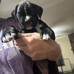 Girl 3 - female Boxer puppy in Madison, Georgia from Mary Moon