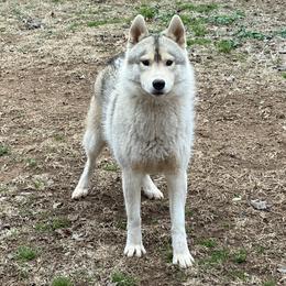 Fred - Gray and white male Siberian Husky puppy in Loudon, Tennessee from Kristari Siberians