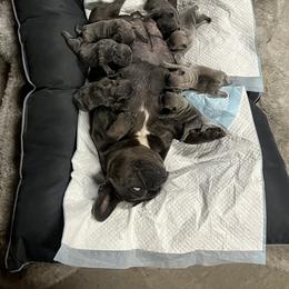 French Bulldog Puppies from Psycho Frenchies