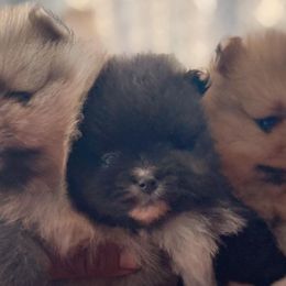 Miniature Schnauzers and Pomeranians from Goulden_Pups