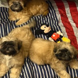 Shih Tzu Puppies from Shih-tzu Dynasty