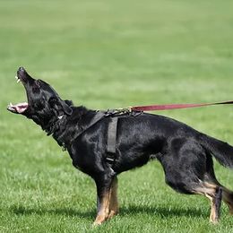 Nala - German Shepherd