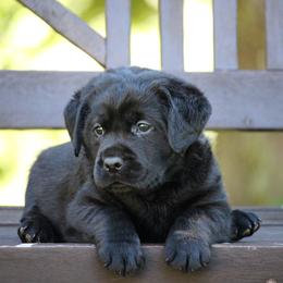 Labrador Retriever Puppies from Pure Joy Labradors