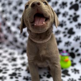 Dilute Retriever and Labrador Retriever Puppies from Winter Creek Labradors