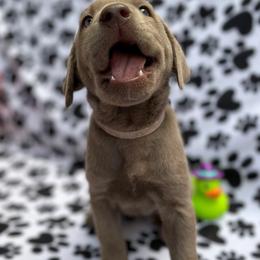 Dilute Retriever and Labrador Retriever Puppies from Winter Creek Labradors