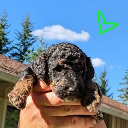 Luna - Black phantom female Aussiedoodle puppy in Yacolt, Washington from Aussiedoodles by Maggie