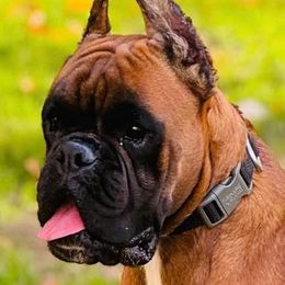 Boxer Puppies from MK Boxer Haven of CNY