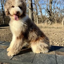 Hazel- 1 Blue Eye, 1 Hazel Eye - Merle female Bernedoodle puppy in Sioux Falls, South Dakota from WhiskeyCreek Doodles