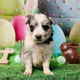 Fly - Black and white female Border Collie puppy in Avilla, Indiana from Borderline Kennels
