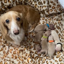 Black Collar Girl - Cream female Dachshund puppy in Descanso, California from Kendaline Kennels