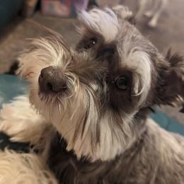 Suzie - Miniature Schnauzer