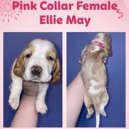 Pink Collar - Red and white female Basset Hound puppy in Callao, Virginia from Walk The Line Basset Hounds