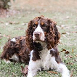 Bailey - English Springer Spaniel