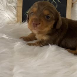 Titan-green collar-2500 - Chocolate and tan male Dachshund puppy in Great Bend, Pennsylvania from Dashing Doxies