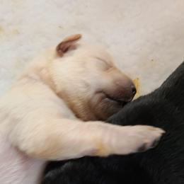 Boy 4 - Labrador Retriever puppy in Shiocton, Wisconsin from Green Acres Labrador Retrievers