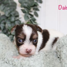 Yorkshire Terrier Puppies from Peach Yorkies