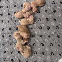 Boy 2 Pick - Golden male Golden Retriever puppy in Piedmont, South Carolina from The Farm at Saluda Ridge