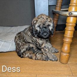 Dess - Black and tan female Cockapoo puppy in Sunset, Louisiana from Cano Cockapoos