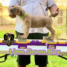 Boy 3 - Fawn Cane Corso puppy in College Station, Texas from Ironclad Cane Corso
