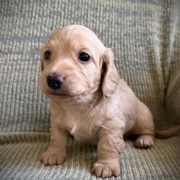 Red Collar Girl - Cream female Dachshund puppy in Descanso, California from Kendaline Kennels
