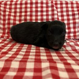 Boy 2 - Black & white male Australian Shepherd puppy in Rose Hill, North Carolina from Motega Australian Shepherds