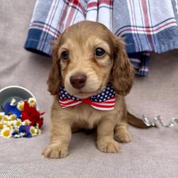 Scrabble - Cream male Dachshund puppy in Michigan from Hidden Haven Dachshunds