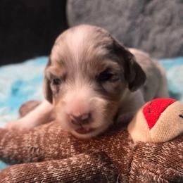 Flower - Dapple female Dachshund puppy in Bigfork, Minnesota from Long Ears and Long Dogs Ranch